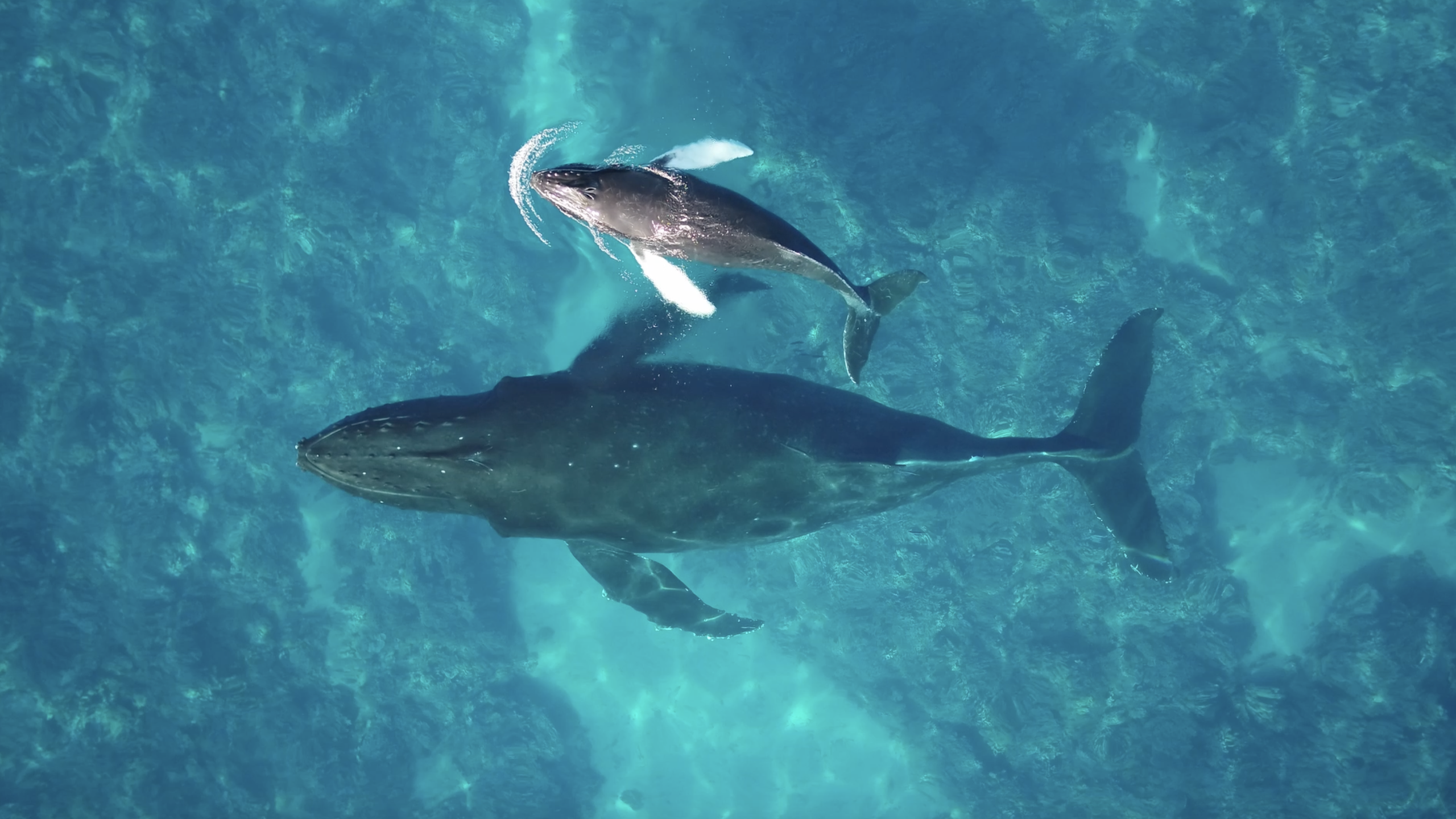 Daily Dive # 151 | Humpback Whale Migration in a Warming Ocean